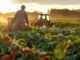 UE, 1433 anomalie sui fondi agricoli nel biennio 2022-2023