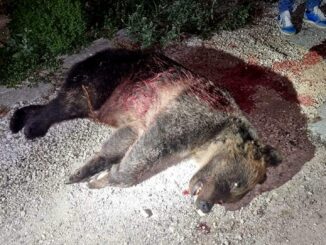 Tutela animale, giudici azzerano processo uccisione orsa Amarena