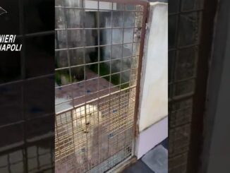Barboncini toy sequestrati [Video] in canile lager a Villaricca abusivo