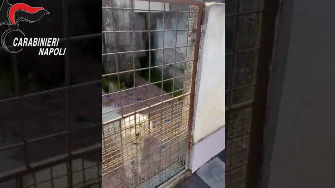 Barboncini toy sequestrati [Video] in canile lager a Villaricca abusivo
