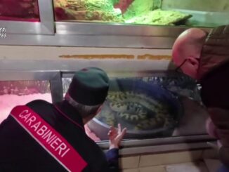 Rettili pericolosi scoperti nel Barese: sequestro dei CITES