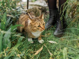 Gatto ucciso a Sarzana scatena la polemica sulla sicurezza